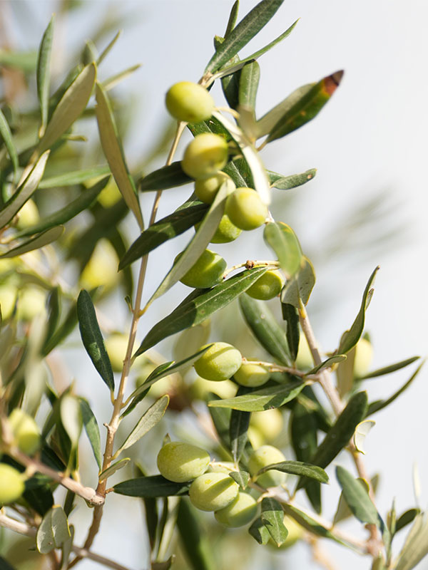 Zeytin